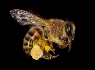 The bee is isolated on a black background.