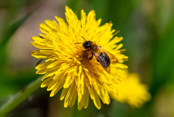 Bee on yellow dandelion flower in spring.