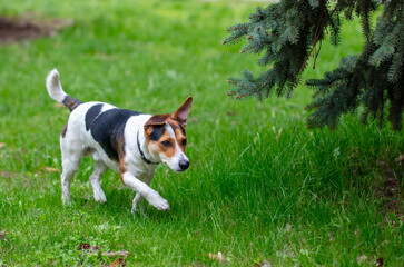 Portrait of a dog on the green grass