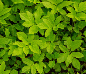 Green leaves in nature as a background.
