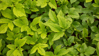 Green leaves in nature as a background.
