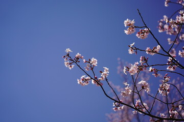 青空と桜の花びら