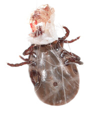 The tick is isolated on a white background.