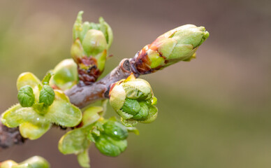 Flower buds bloom on a fruit tree