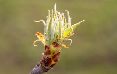 Flower buds bloom on a fruit tree