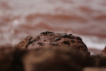 chocolate on the rocks