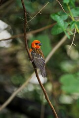 Red Fody bird in natural environment