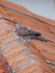 Dove on top of orange roof struggling against wind