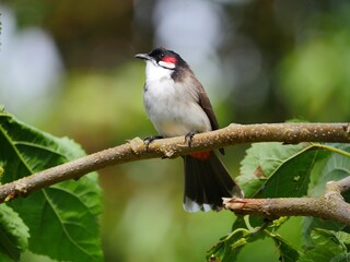 Red Whiskered Bulbul bird communicating - head feathers bent