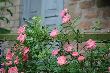 Fototapeta na wymiar Pink flowers on a fence