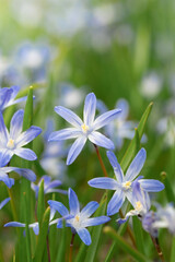 Fototapeta na wymiar Closeup of blue flowers in spring