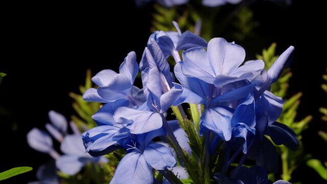 Time lapse of blooming blue Plumbago flowers (Plumbago auriculata Lam.). These flowers are common in home gardens and they thrive in warm tropic climates worldwide, 4k footage studio shot.