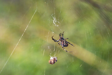 Spider sits on a spider cobweb. 