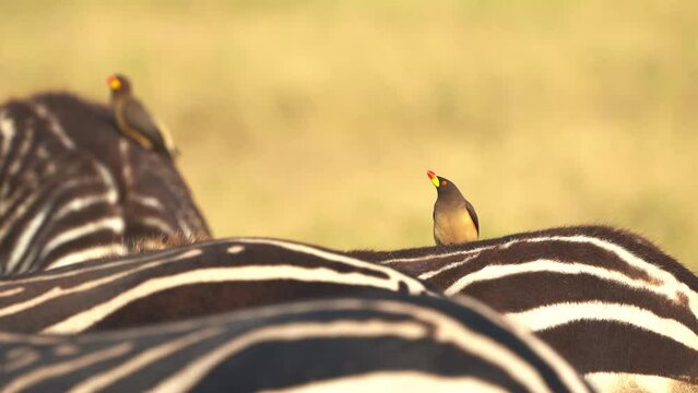 Yellow-billed Oxpecker - Buphagus africanus  passerine bird in Buphagidaem, native to the savannah of Sub-Saharan Africa, symbiotic and parasitic to big mammals, on zebra. Several birds on the zebras.