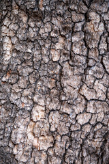 Dried Bark.