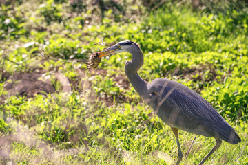 Great blue heron (Ardea cinerea) caught a gopher. Heron with prey in its beak.