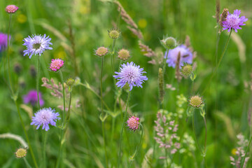 Group of field scaboius flowers (Knautia arvensis) in different growth stages.