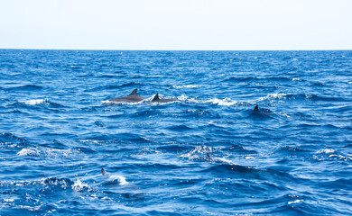 Fototapeta premium View of a group of wild dolphins