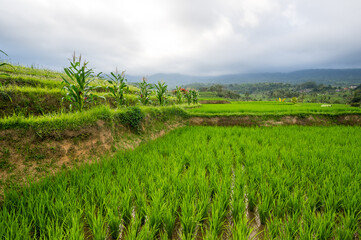 Jatiluwih rice terraces on Bali