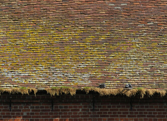 Traditional ceramic roof with moss and pigeons in the historic city of Salisbury. England. United...