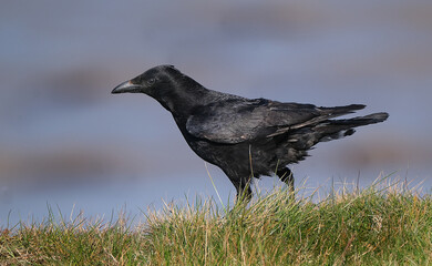 Corvus is a widely distributed genus of medium-sized to large birds in the family Corvidae. It includes species commonly known as crows, ravens and rooks.
