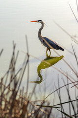 Great blue heron (Ardea cinerea) fishes in shallow water.