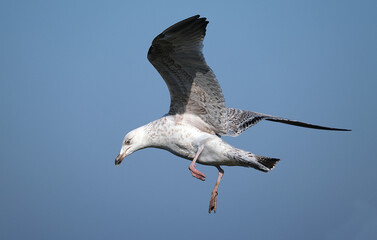The European herring gull is a large gull, up to 66 cm long.