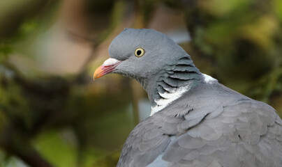 The common wood pigeon or common woodpigeon, also known as simply wood pigeon or woodpigeon, is a large species in the dove and pigeon family, native to the western Palearctic.