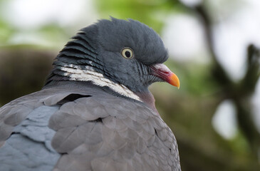 The common wood pigeon or common woodpigeon, also known as simply wood pigeon or woodpigeon, is a large species in the dove and pigeon family, native to the western Palearctic.