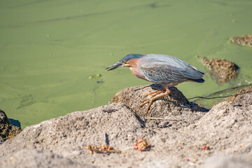 Green heron (Butorides striatus) stands on the shore of the lake.