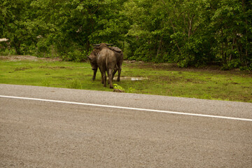 Photography - of buffalo playing in mud - buffalo in the countryside