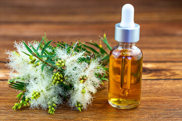 Fresh tea tree branch and essential oil on a wooden table. Tea tree oil (Melaleuca alternifolia)
