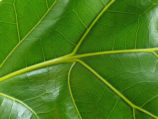 Greenery background of nature plant and leaf