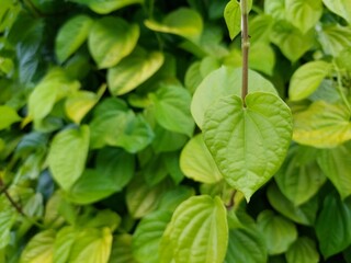 Greenery background of nature plant and leaf