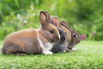 Group of cuddly furry rabbit bunny sitting and lying down sleep together on green grass over...