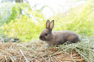 Little baby rabbit bunny playful on dry straw over bokeh spring green background. Healthy cuddle fluffy hair brown rabbit bunny sitting on natural with sunlight summer time. Easter pet animal concept