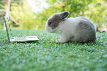 Adorable baby rabbit bunny with laptop studying online or working sitting on green grass. Cuddly...