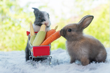 Two fluffy baby rabbits bunny eating fresh vegetable together in shopping cart on white carpet over green nature background. Adorable rabbit brown black white bunny eating baby corn  carrots in basket © kaew6566