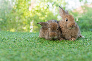 Cuddly furry rabbit bunny brown with family sitting and playful together on green grass over...
