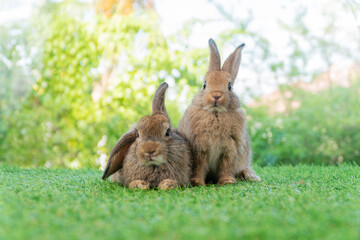 Cuddly furry rabbit bunny brown with family sitting and playful together on green grass over natural background. Two family baby bunny spring time on lawn. Easter newborn bunny family pet concept.