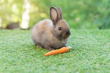 Adorable baby rabbit bunny eating fresh orange carrot sitting on green grass meadow over nature background. Furry brown, black rabbit bunny feeding organic carrot in spring time. Easter animal concept
