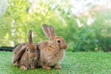 Cuddly furry rabbit bunny brown with family sitting and playful together on green grass over natural background. Two family baby bunny spring time on lawn. Easter newborn bunny family pet concept.