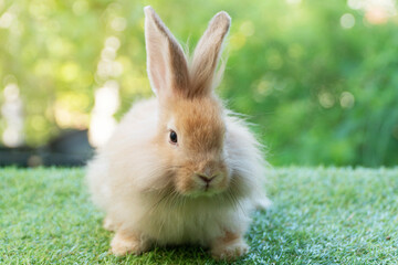 Adorable fluffy baby bunny rabbit sitting on green grass over natural background. Furry cute wild-animal single spring time at outdoor. Lovely fur baby rabbit bunny on meadow. Easter animal pet