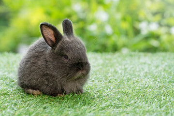 Adorable fluffy baby bunny rabbit sitting on green grass over natural background. Furry cute wild-animal single spring time at outdoor. Lovely fur baby rabbit bunny on meadow. Easter animal pet