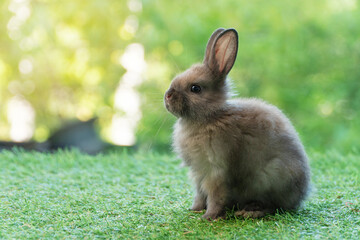 .Adorable fluffy baby bunny rabbit sitting on green grass over natural background. Furry cute wild-animal single spring time at outdoor. Lovely fur baby rabbit bunny on meadow. Easter animal pet