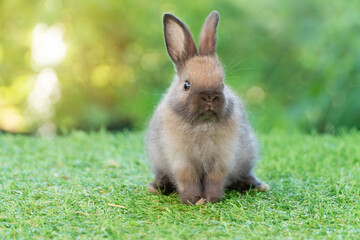 Adorable fluffy baby bunny rabbit sitting on green grass over natural background. Furry cute wild-animal single spring time at outdoor. Lovely fur baby rabbit bunny on meadow. Easter animal pet