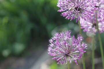 bee sits on pink flowers