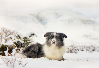 Beautiful dog breed Border Collie in the snow.