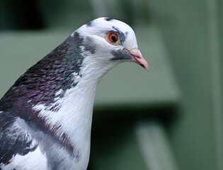 Feral pigeons, also called city doves, city pigeons, or street pigeons, are descended from domestic...