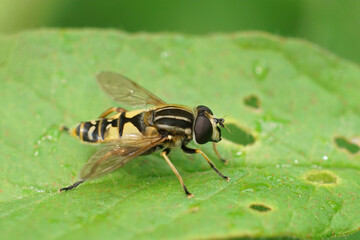 Closeup on a dangling marsh-lover hoverfly,Helophilus pendulus sitting on a green leaf